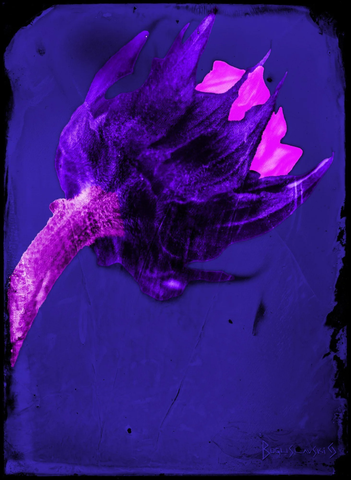 Night Flower